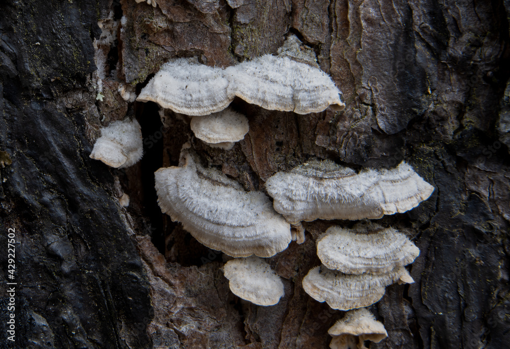 Small, banded fungus grow from the bark of a dying aspen tree. Small, banded fungus grow from the bark of a dying aspen tree.
