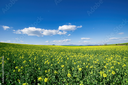 Blooming canola field. Agriculture . Rape on the field in summer. Bright Yellow rapeseed oil. Flowering rapeseed. with blue sky and clouds