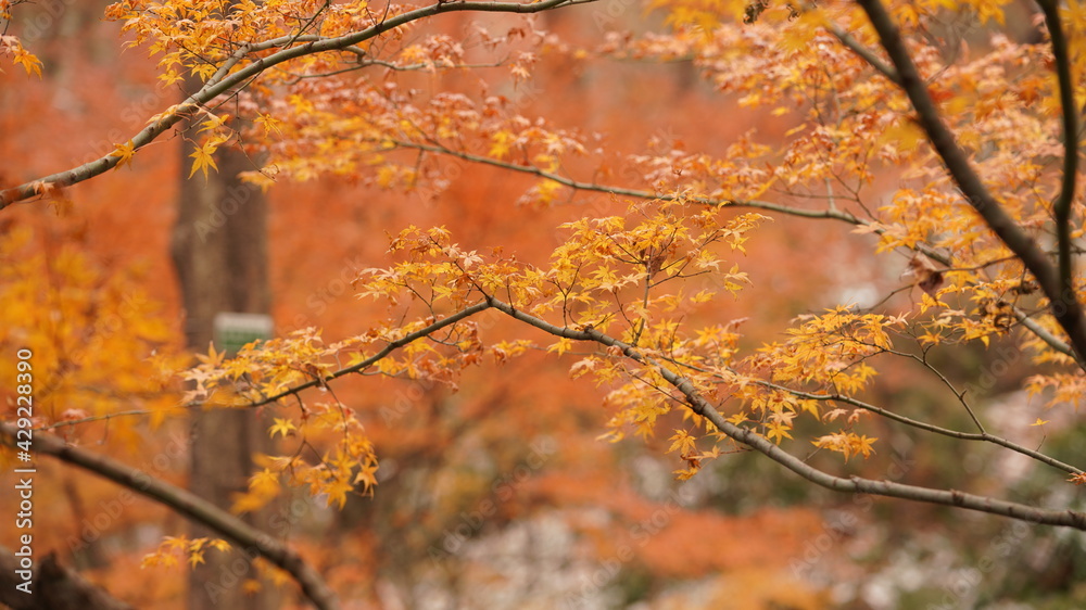 The beautiful autumn landscape with the yellow and red autumn leaves on the trees in the forest The beautiful autumn landscape with the yellow and red autumn leaves on the trees in the forest