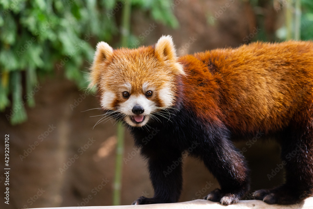 Fototapeta premium The red panda lives in the mountains from southwest China to the Himalayas.