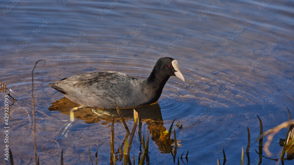 Ein Blässhuhn, nahe an einem Seeufer, spiegelt sich im Wasser Ein Blässhuhn, nahe an einem Seeufer, spiegelt sich im Wasser