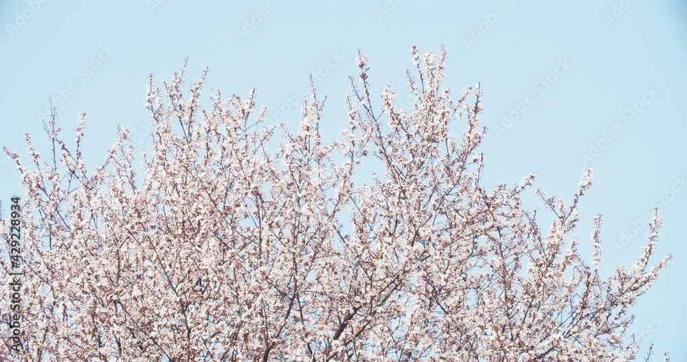 Spring flower bloom nature background Spring flower bloom nature background