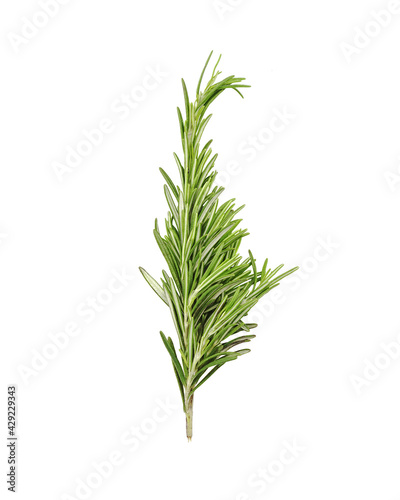 One rosemary herb branch isolated on white background.