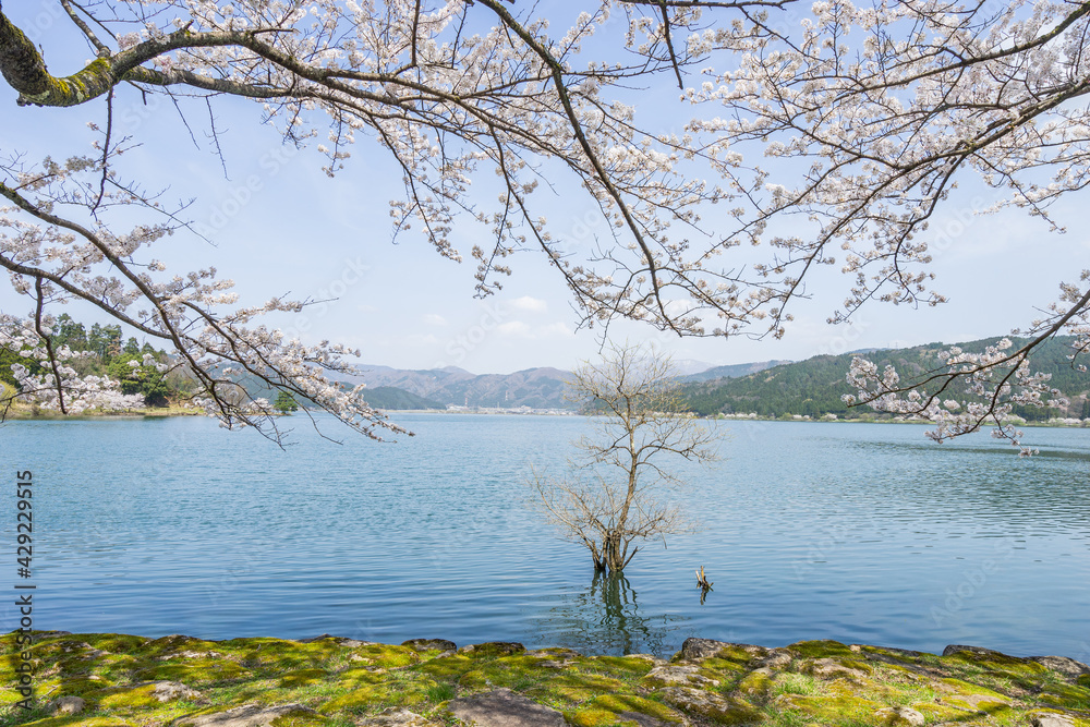 お花見 (日本 - 滋賀 - 余呉湖)