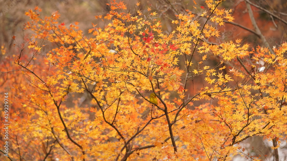 The beautiful autumn landscape with the yellow and red autumn leaves on the trees in the forest The beautiful autumn landscape with the yellow and red autumn leaves on the trees in the forest