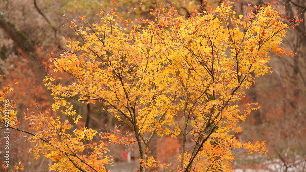 The beautiful autumn landscape with the yellow and red autumn leaves on the trees in the forest The beautiful autumn landscape with the yellow and red autumn leaves on the trees in the forest