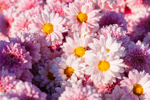 Pink Chrysanthemum flowers in the autumn garden. Cluster of pink purple chrysanthemum flowers.