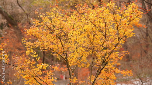 The beautiful autumn landscape with the yellow and red autumn leaves on the trees in the forest