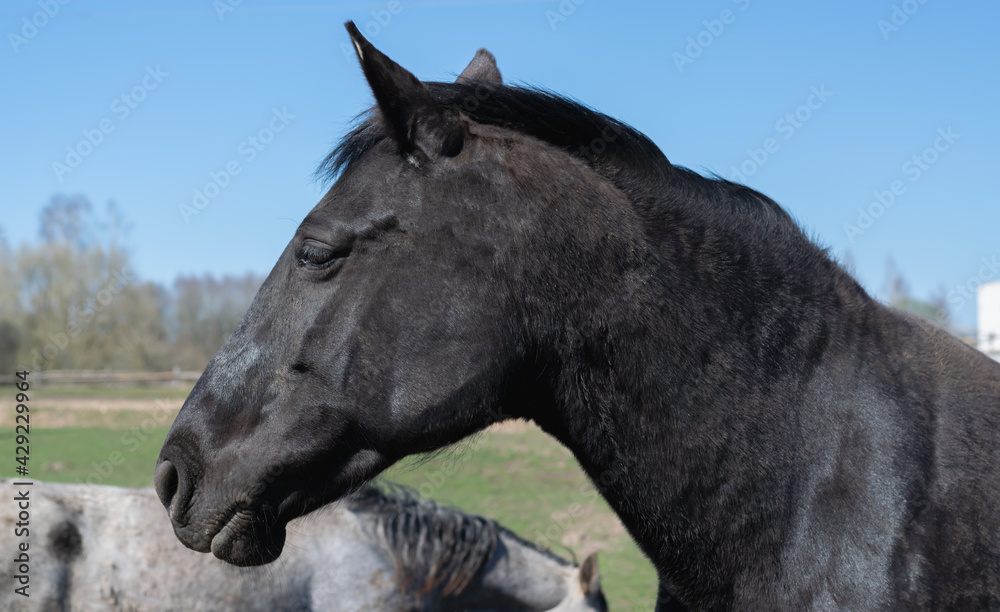 Fototapeta premium A beautiful black horse against the blue sky on a country farm looks into the distance. Close-up side view. Summer time. Horizontal photo.