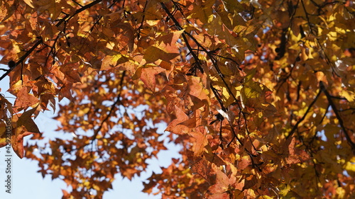 The beautiful autumn landscape with the yellow and red autumn leaves on the trees in the forest