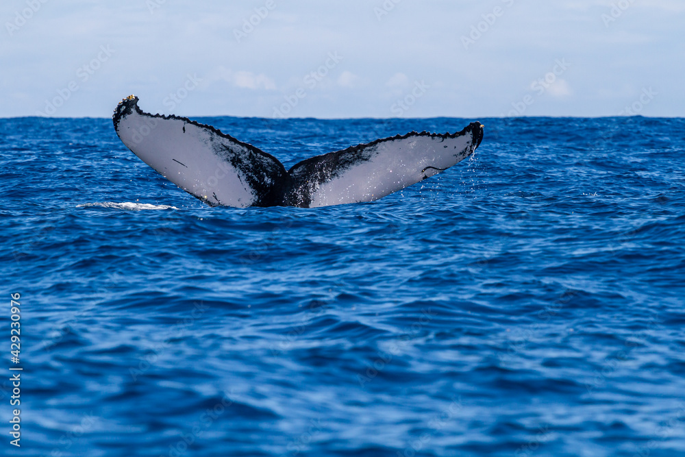 Fototapeta premium Humpback Whale Fluke