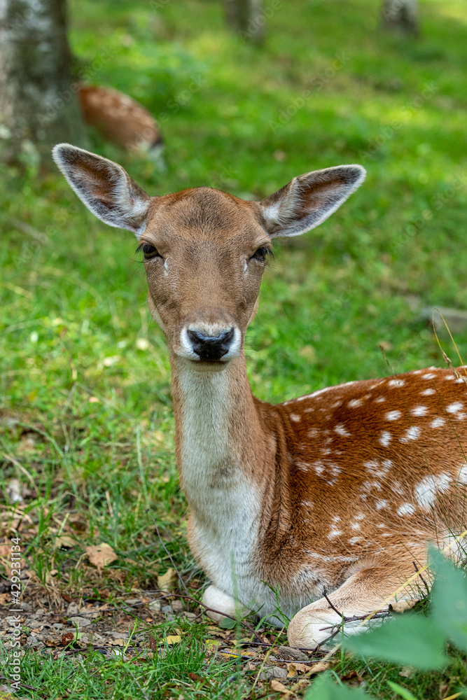 Deer in the forest of catalan Pyrenees Deer in the forest of catalan Pyrenees