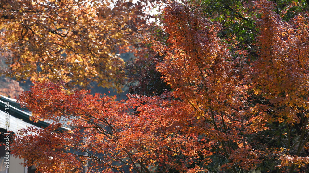 The beautiful autumn landscape with the yellow and red autumn leaves on the trees in the forest The beautiful autumn landscape with the yellow and red autumn leaves on the trees in the forest