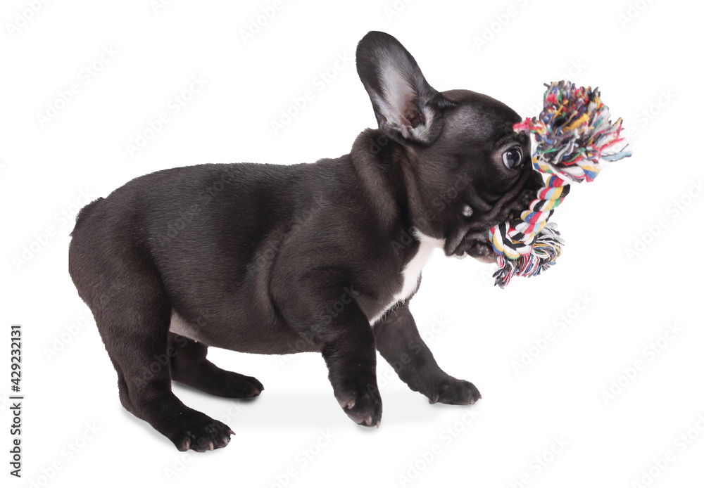 french bulldog puppy plays with toy on white background