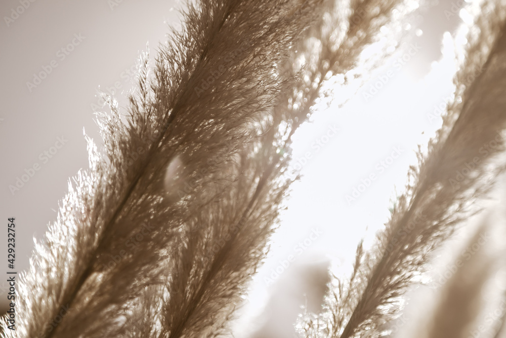 Fototapeta premium reeds