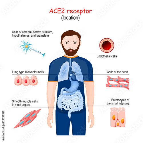 ACE2 receptor location