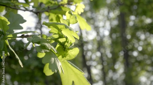 branch with green leaves with the sun behind that is discovered and creates reflections with green vegetation in the background and blue sky.