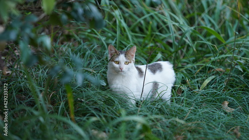 Photography The wild cats playing in the park with the warm sunlight on them