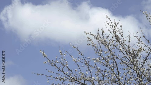 cherry blossom with blue sky in the background with clouds and camera panning. tree with white flowers cherry tree in flos moved by the wind.