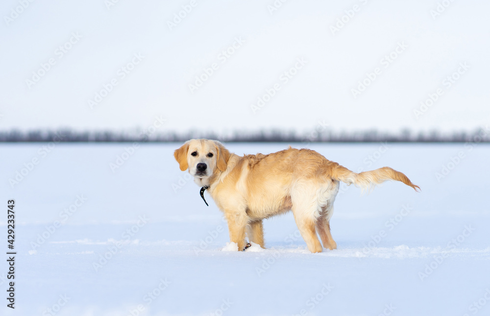 Calm dog standing in deep snow