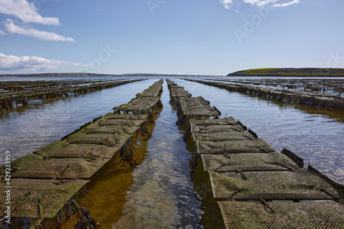 Woodstown Beach, Waterford, Ireland. some Oyster and seafood farm on the beach.