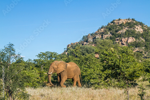 African bush elephant walking in boulder scenery in Kruger National park  South Africa   Specie Loxodonta africana family of Elephantidae