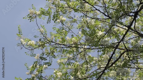 tree with green leaves and white flowers with blue sky in the background with camera twist.