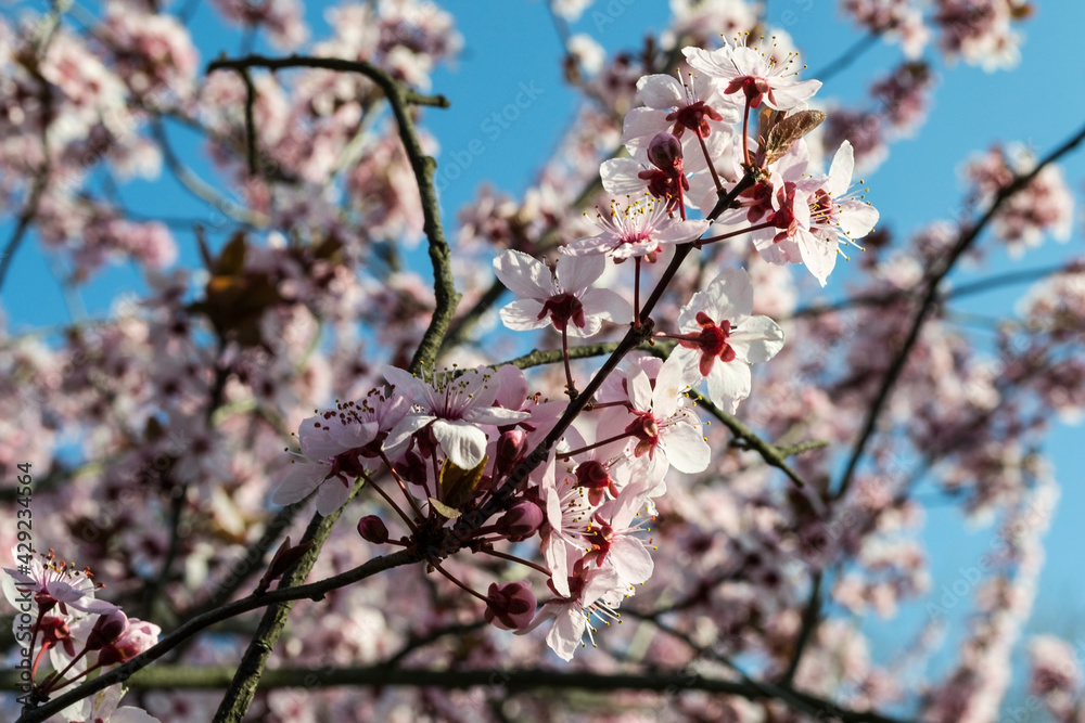 The most commonly cultivated apricot species - Prunus armeniaca.