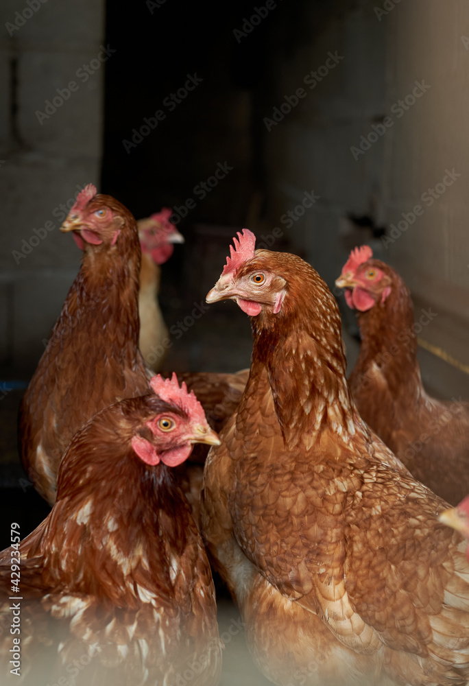 orange hens in hen house with gray unfocused background and hen in the foreground. caged chickens. rooster surrounded by chickens with yellow beak and red crest