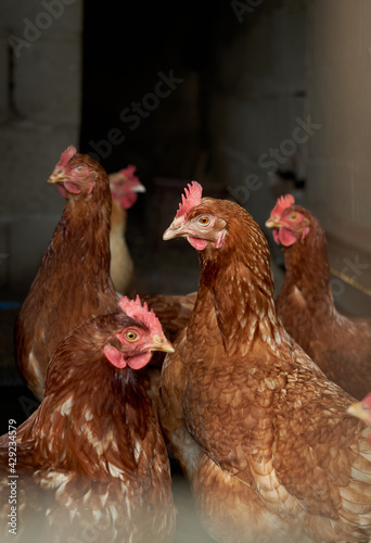 orange hens in hen house with gray unfocused background and hen in the foreground. caged chickens. rooster surrounded by chickens with yellow beak and red crest