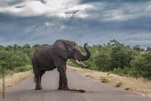 African bush elephant in middle of safari road in Kruger National park  South Africa   Specie Loxodonta africana family of Elephantidae