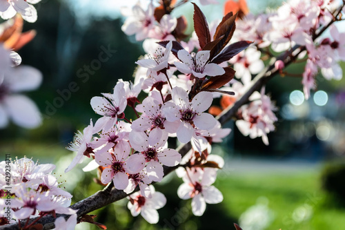The most commonly cultivated apricot species - Prunus armeniaca.