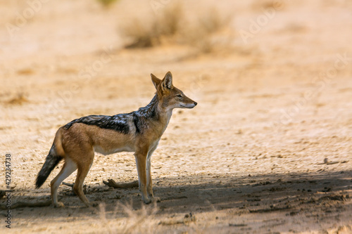 Black backed jackal standing in dry shadow in desert land in Kgalagadi transfrontier park, South Africa; Specie Canis mesomelas family of Canidae