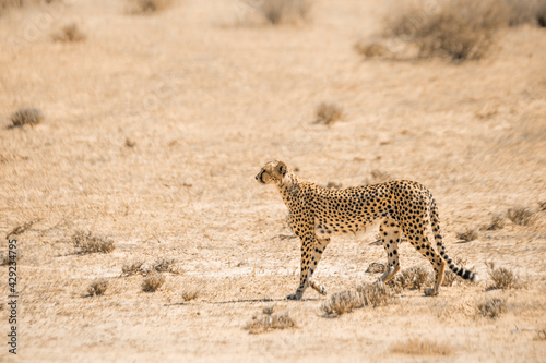 Cheetah walking in the sand in Kgalagari transfrontier park, South Africa  specie family of © PACO COMO