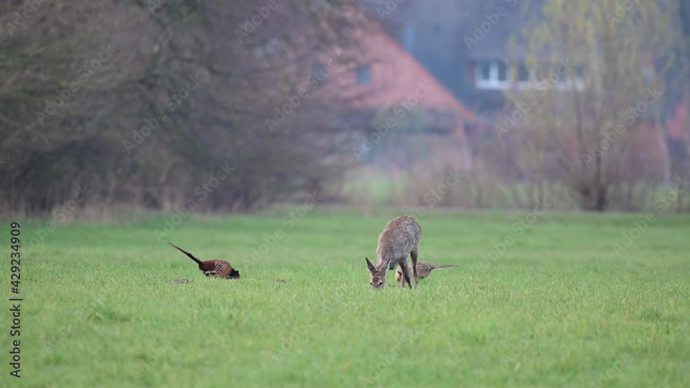 Roe deer females grazing on the meadow with pheasants, spring, (capreolus capreolus, phasianus colchicus), germany Roe deer females grazing on the meadow with pheasants, spring, (capreolus capreolus, phasianus colchicus), germany