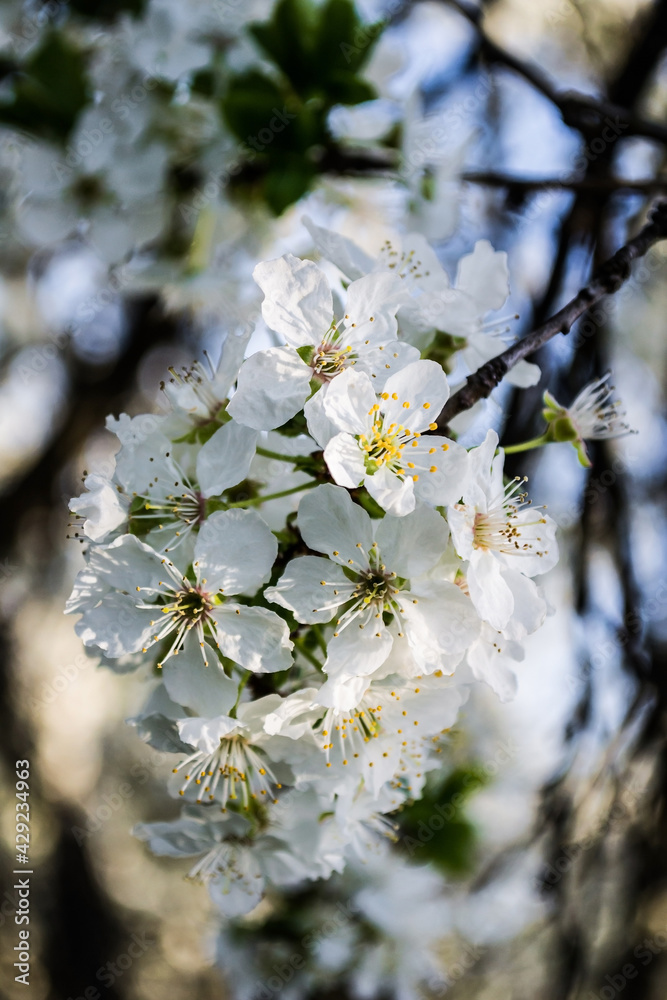 Blooming Cherry tree or Prunus avium, commonly called wild cherry, sweet cherry, gean or bird cherry. Blooming Cherry tree or Prunus avium, commonly called wild cherry, sweet cherry, gean or bird cherry.