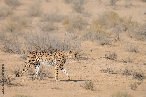 Cheetah walking side view in dry land in Kgalagadi transfrontier park  South Africa   Specie Acinonyx jubatus family of Felidae