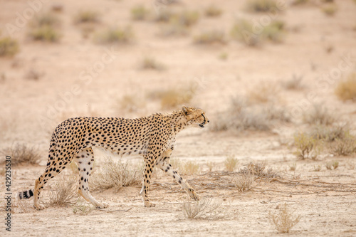 Cheetah walking side view in dry land in Kgalagadi transfrontier park, South Africa ; Specie Acinonyx jubatus family of Felidae