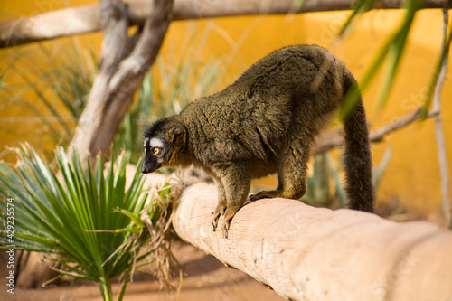 lemur on the canary islands