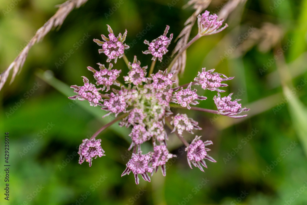 Buds of pink inflorescence in the meadow closeup, top view on blurred green grass background Buds of pink inflorescence in the meadow closeup, top view on blurred green grass background