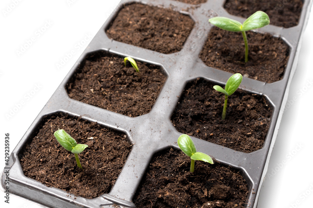 Seedlings of cucumbers - close-up in pallets, top view. The concept of landscaping, harvesting, garden beds Seedlings of cucumbers - close-up in pallets, top view. The concept of landscaping, harvesting, garden beds