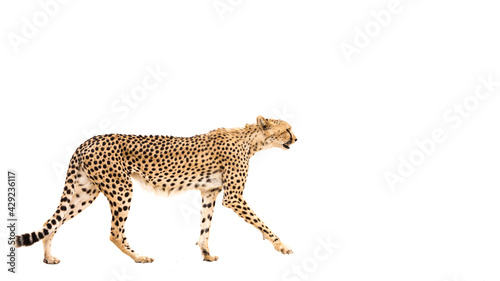 Cheetah walking isolated in white background in Kgalagadi transfrontier park, South Africa; Specie Acinonyx jubatus family of Felidae