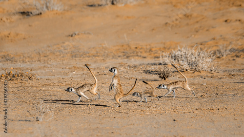 Four Meerkat running away  in Kgalagari transfrontier park  South Africa   specie Suricata suricatta family of Herpestidae