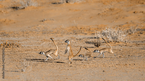 Photos Four Meerkat running away  in Kgalagari transfrontier park, South Africa ; speci