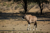 South African Oryx walking front view in dry land in Kgalagadi transfrontier park, South Africa; specie Oryx gazella family of Bovidae