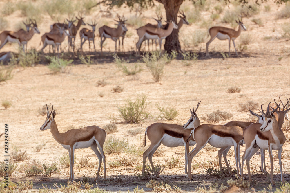 Naklejka premium Small group of Springbok standing in tree shadow in Kgalagari transfrontier park, South Africa ; specie Antidorcas marsupialis family of Bovidae