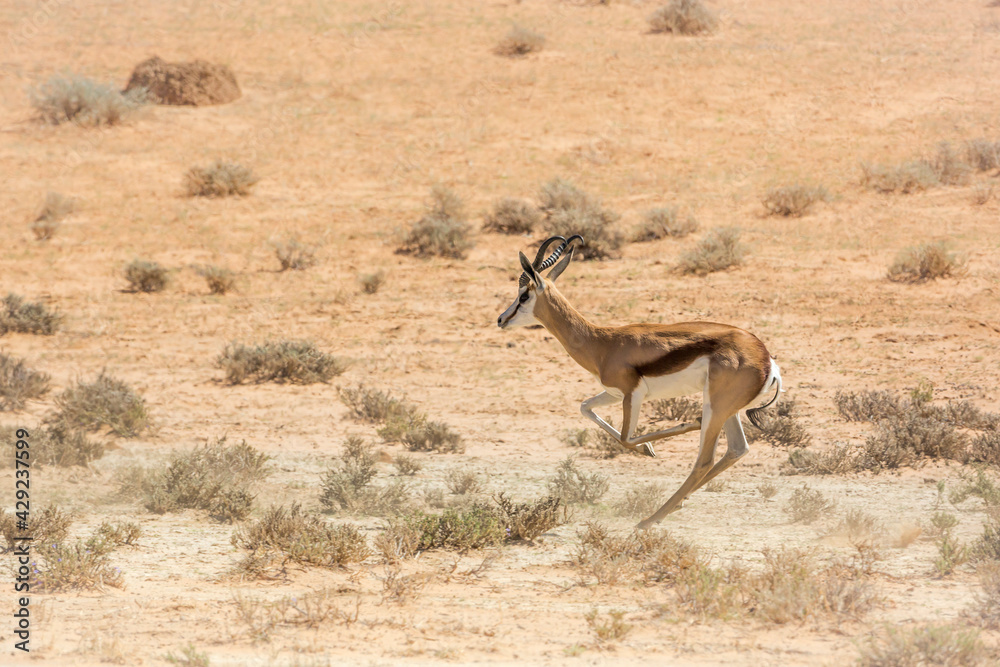 Springbok in Kgalagari transfrontier park, South Africa ; specie Antidorcas marsupialis family of Bovidae Springbok in Kgalagari transfrontier park, South Africa ; specie Antidorcas marsupialis family of Bovidae