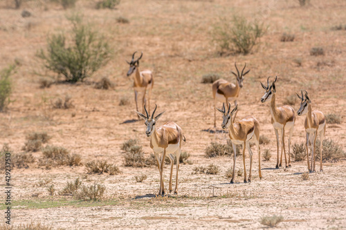 Small group o f Springbok walking in front view in dry land in Kgalagari transfrontier park, South Africa ; specie Antidorcas marsupialis family of Bovidae