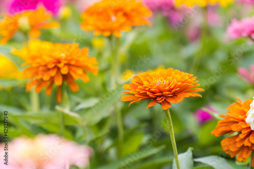 Colorful zinnia flowers field blooming in the garden on bokeh blurred background. copy space for text.