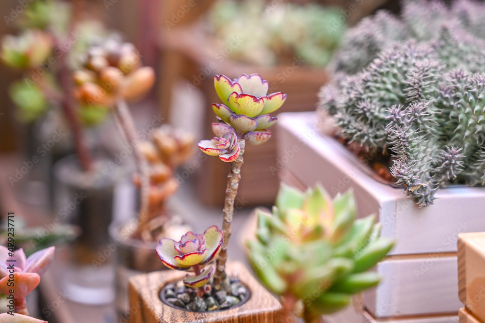 This is a beautiful succulent plant that grows indoors